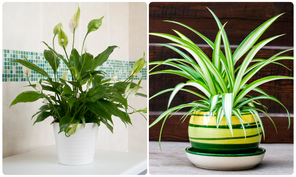 Спатифиллум (слева) или хлорофитум (справа) хорошо увлажняют и очищают воздух в комнате