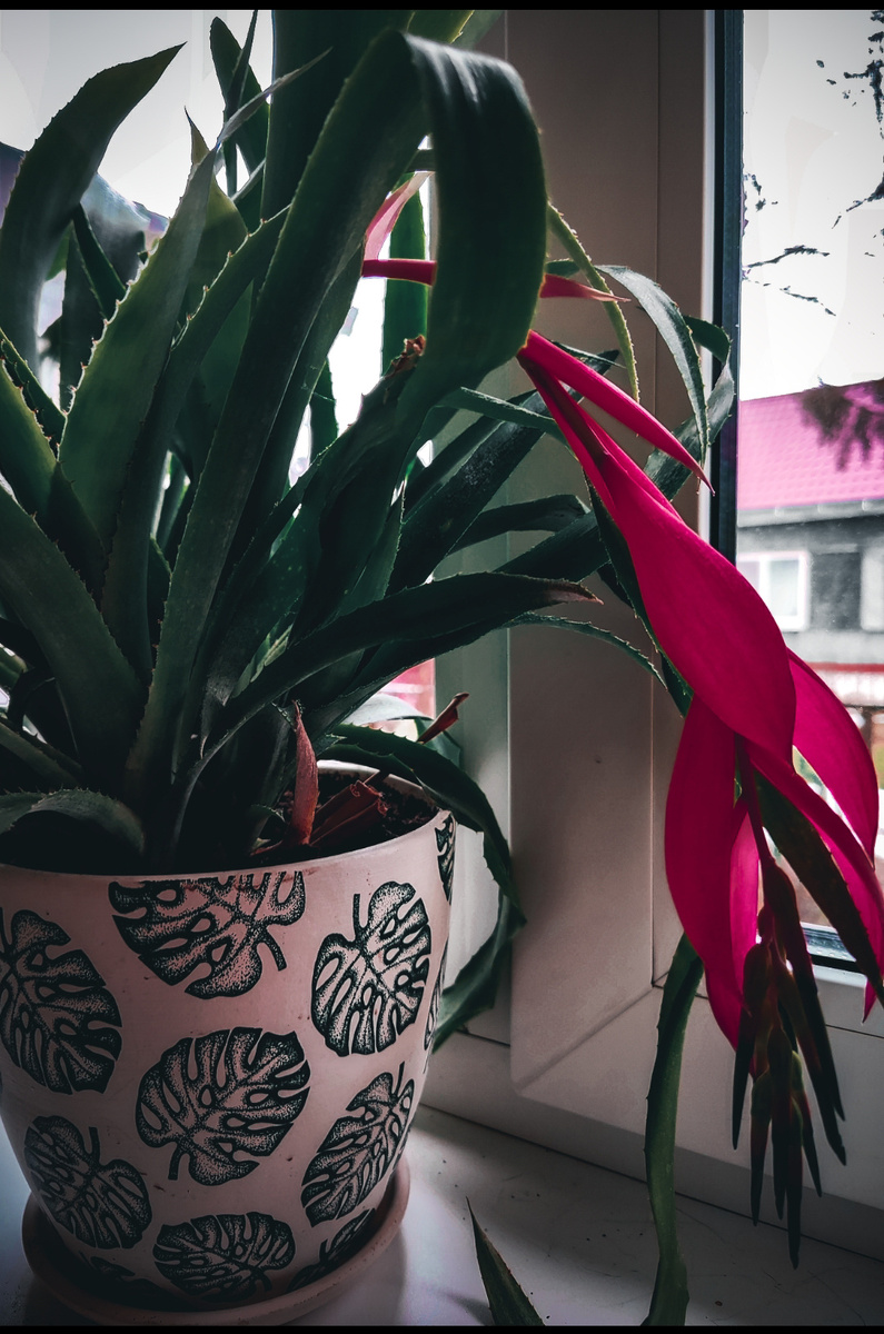 Моя цветёт, декабрь 2024