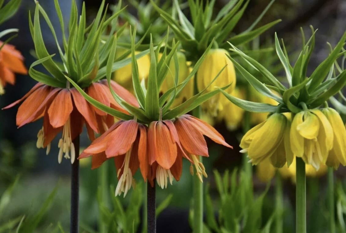 Рябчик императорский