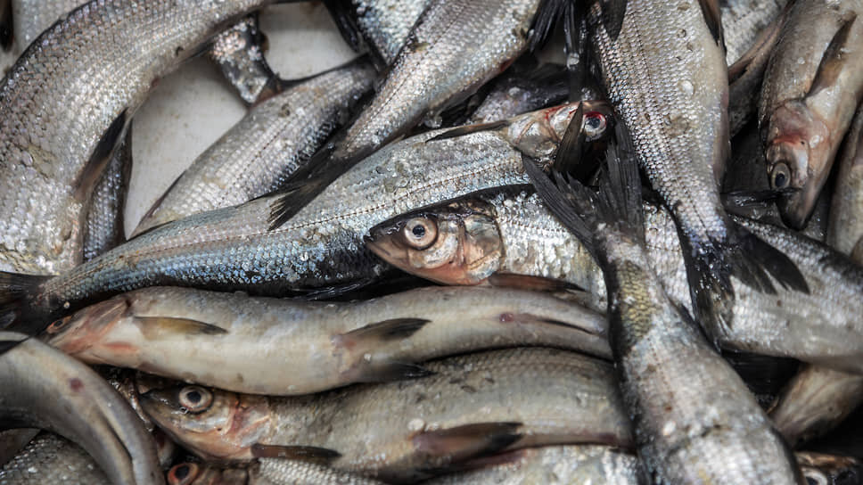 Фото: Татьяна Горд / Коммерсантъ