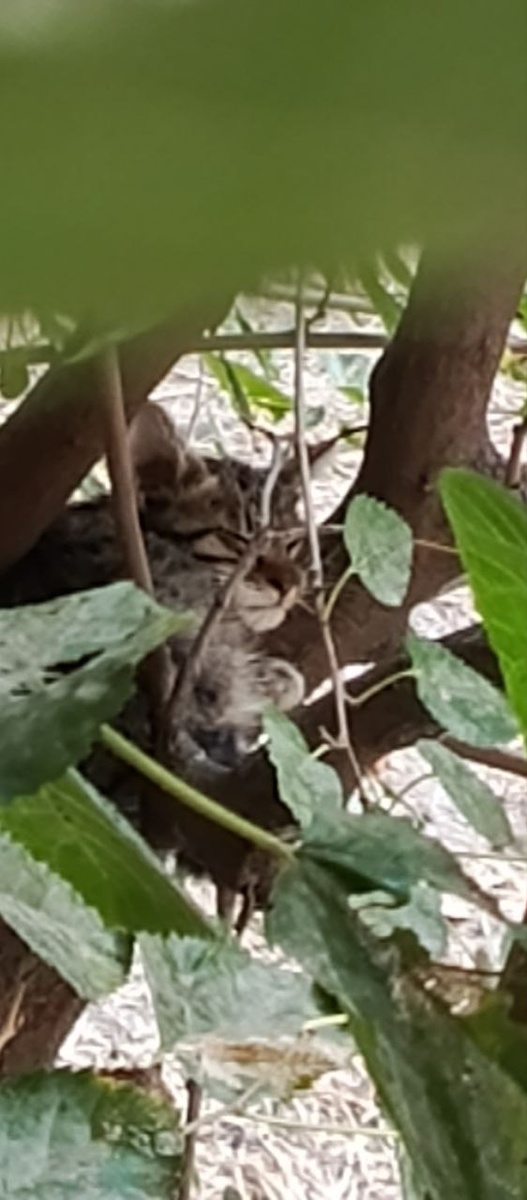 Котик за окном, еще на улице  жил