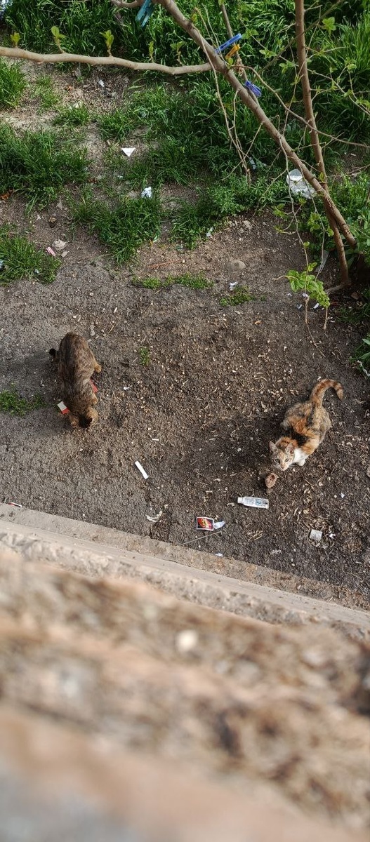 Уличные кошки,  корм