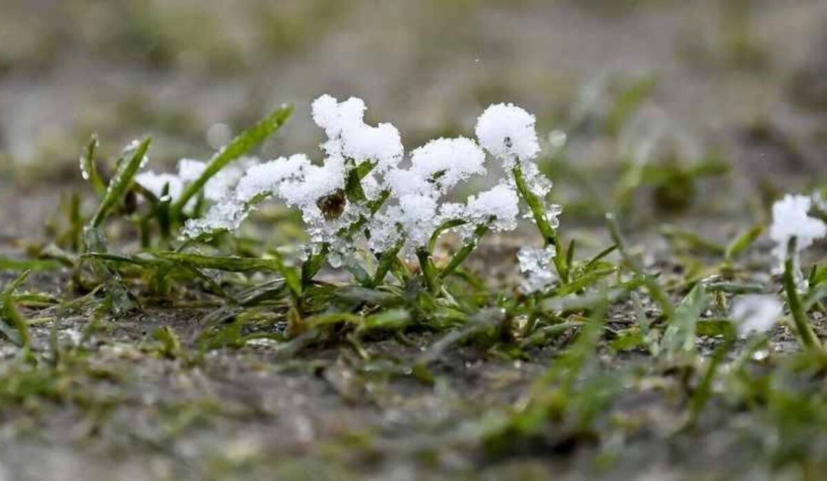     Снег на траве. Источник: 78.ru Автор фото: Max Maiwald