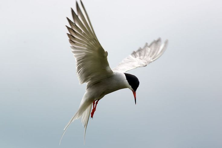 Полярная крачка.