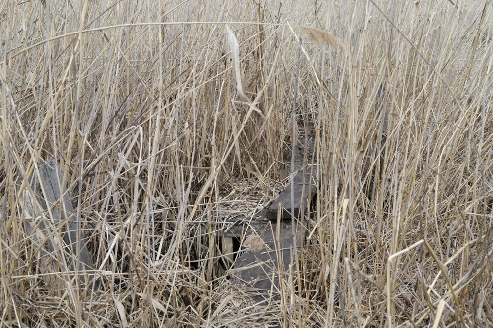 
Мостки на болоте.