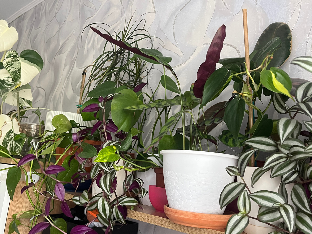 Кусочек моих джунглей