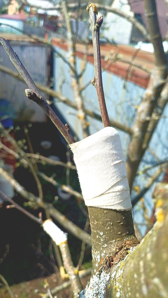 Привитая яблоня. Автор - Татьяна Федотова