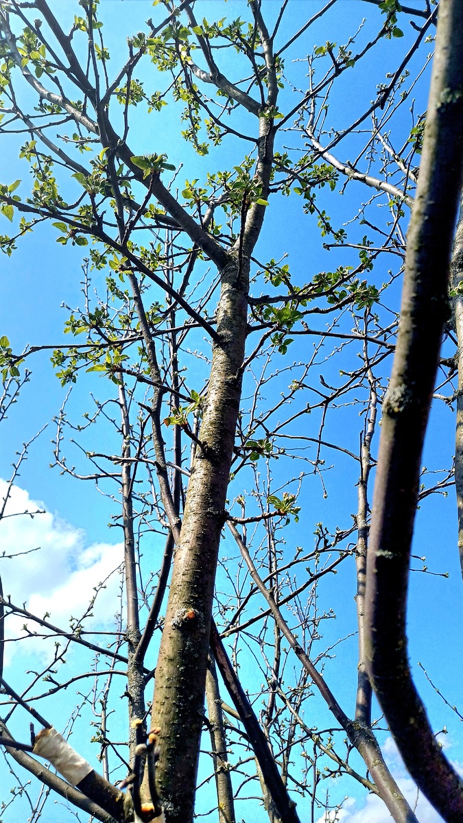 Яблоня-сад. Автор -Татьяна Федотова