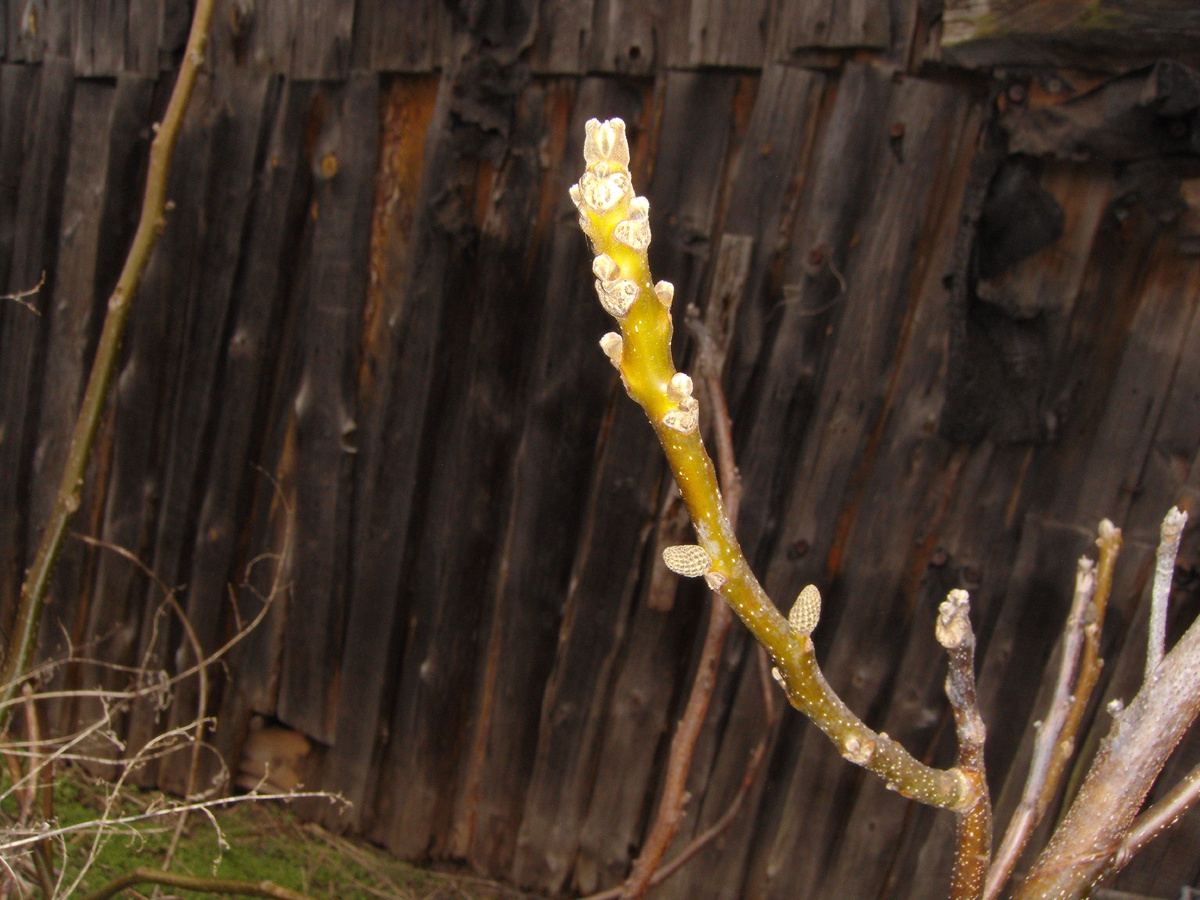 (Фото личного архива)