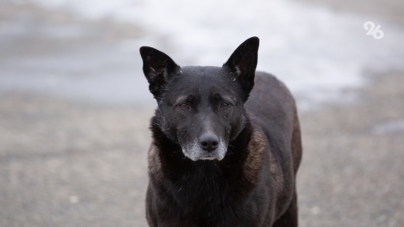      Фото: Валерия Алтухова / / ИА «Победа26»