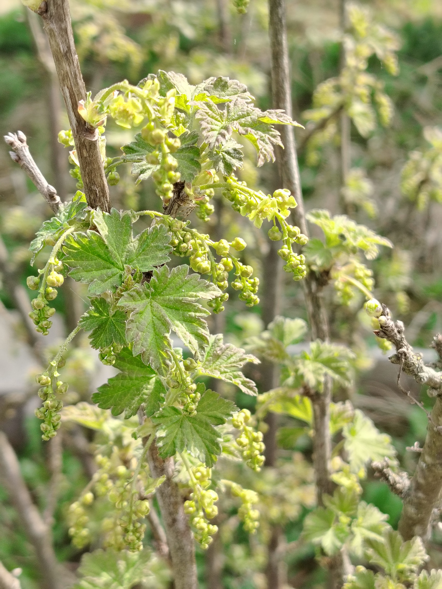 Красная смородина