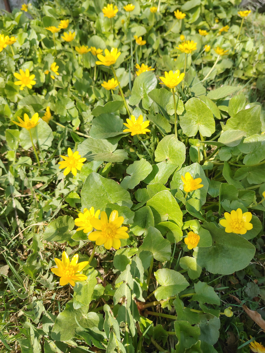 Кто знает название этих милых цветов? Поделитесь, пожалуйста! 