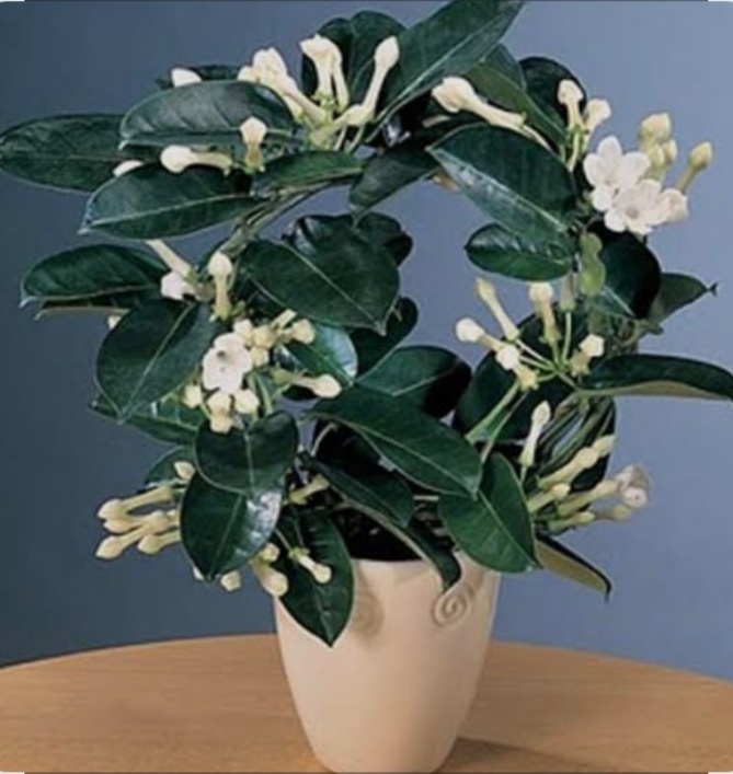 Стефанотис 