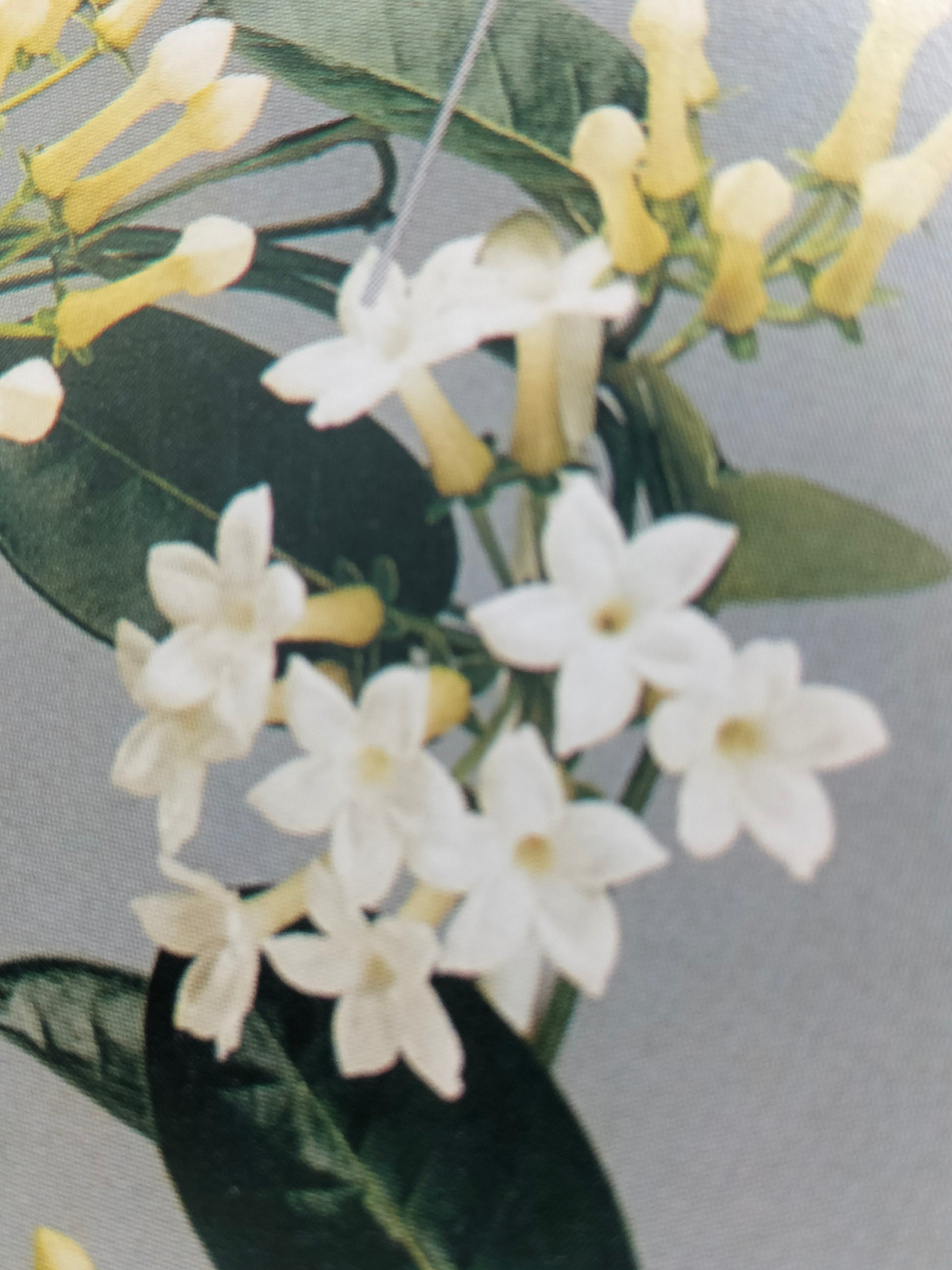 Стефанотис 