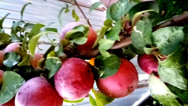 Яблоки с моей дивной яблони. Автор@Федотова-Московская