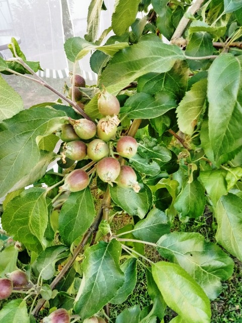 Завязь яблок на одной из веток дивной яблони. Автор@Федотова-Московская