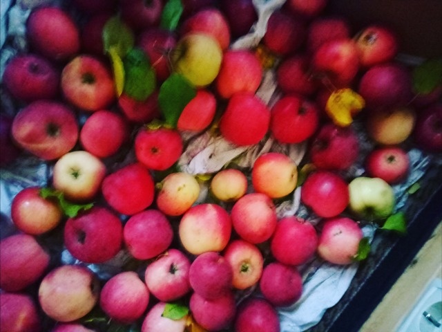 Один из урожаев дивной яблони. Автор@Федотова-Московская