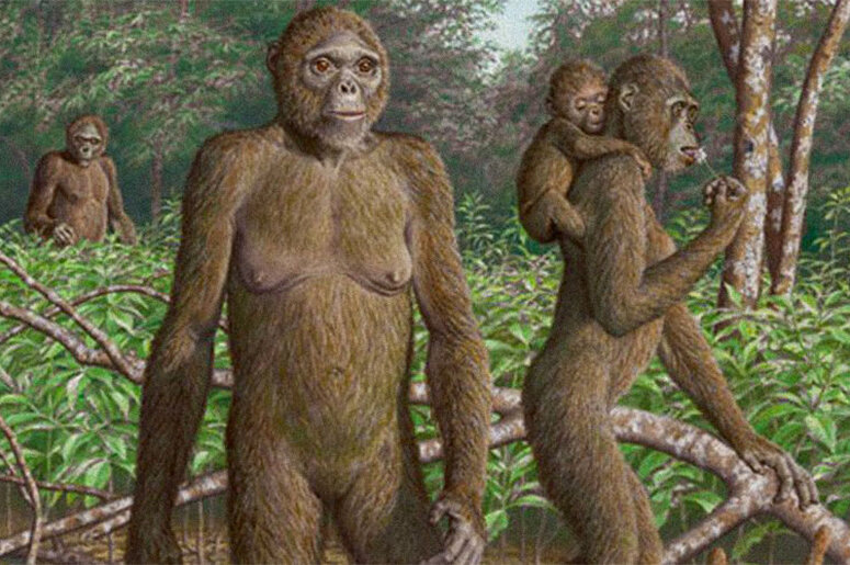 Все известные находки ардипитеков были сделаны в регионе Афар (Afаr) в Эфиопии (Восточная Африка).