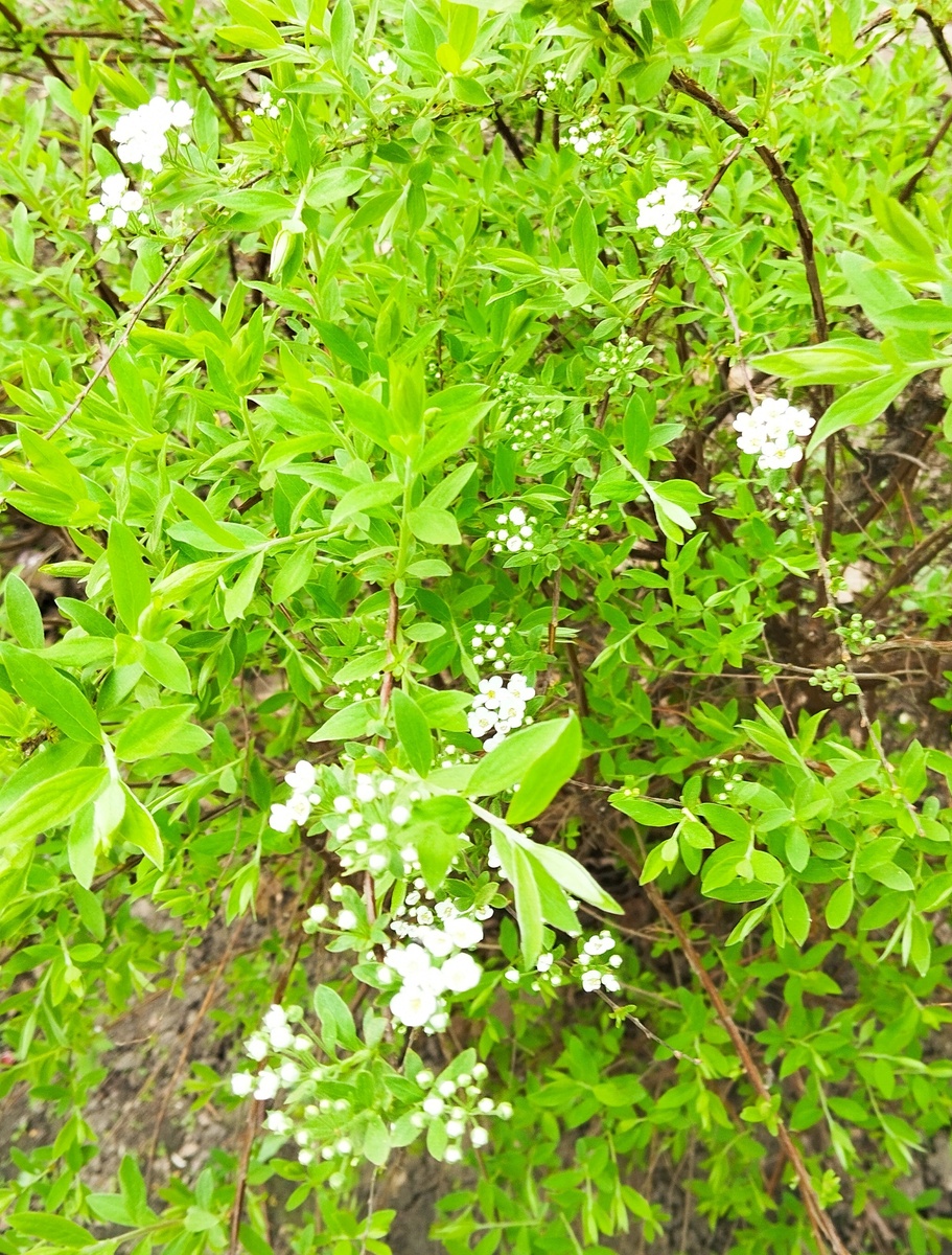 Апрель в Лианозово. ЗДЕСЬ и далее фото автора и(или) из личного архива автора, если не указано иначе.