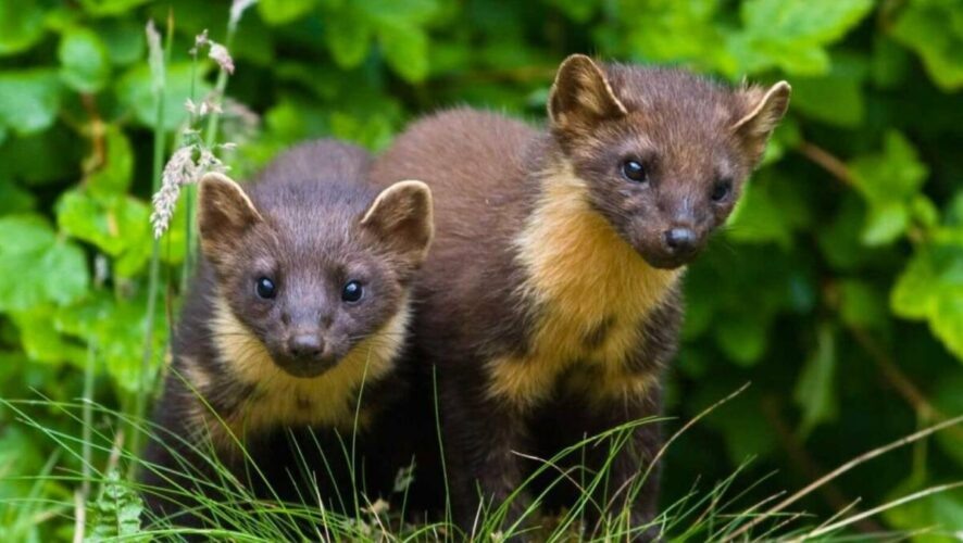    Фото: пресс-служба Госкомитета РТ по биоресурсам