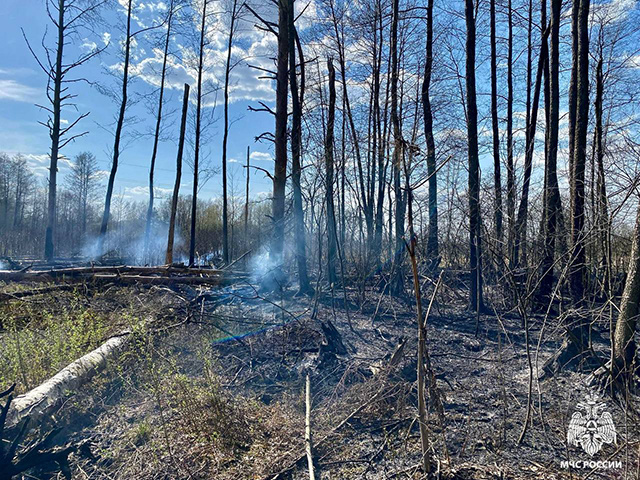 Полгектара леса под Тверью и еще 31 объект горели в регионе 21 апреля