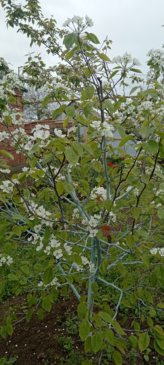 Груша Талагарская красавица  первый год такая вся усыпана цветами. 