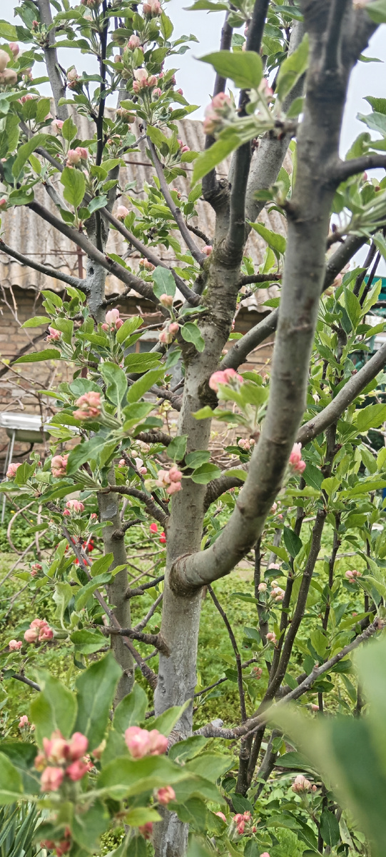 Ред голд. Наверно колонновидная, и столько цветов. Этот год для яблок подходит. Ночи прохладные. Днем не жарко. 