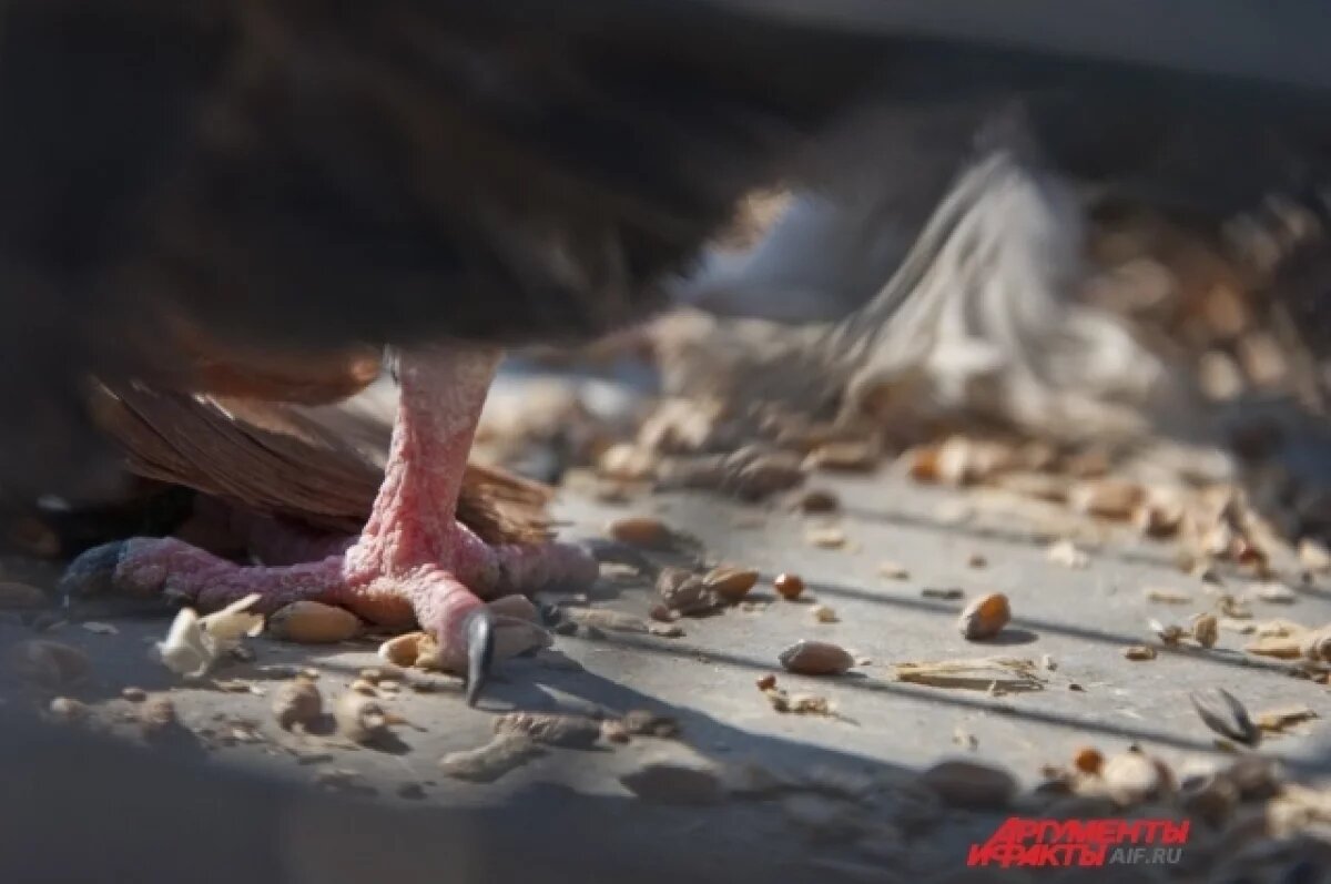    В Курске заметили краснокнижный вид голубей