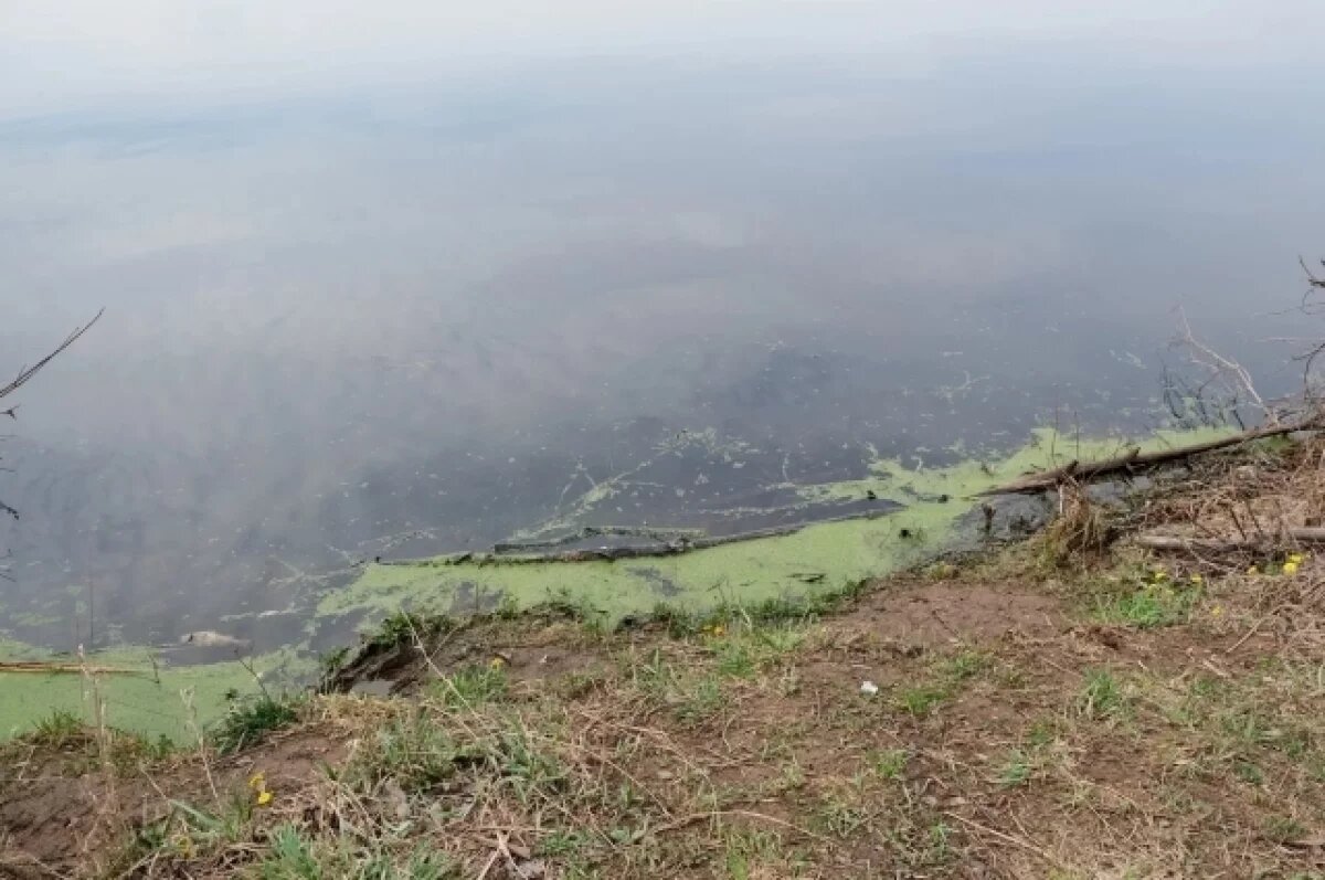    В удмуртском пруду зафиксировали массовую гибель рыб