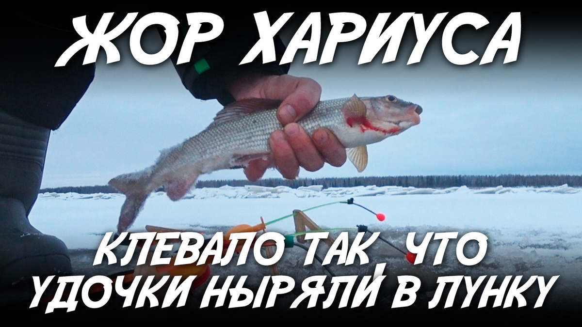 Всем Здравия! Решили закрепить результат с прошлой рыбалки и пришли тем же составом на то же место. Погода изменилась, похолодало и выйти на лед можно увереннее. Ловили хариуса, сига и язя на удочки. И неожиданно для себя попали на жор хариуса!  Надеюсь Вам понравится. ПРИЯТНОГО ПРОСМОТРА!