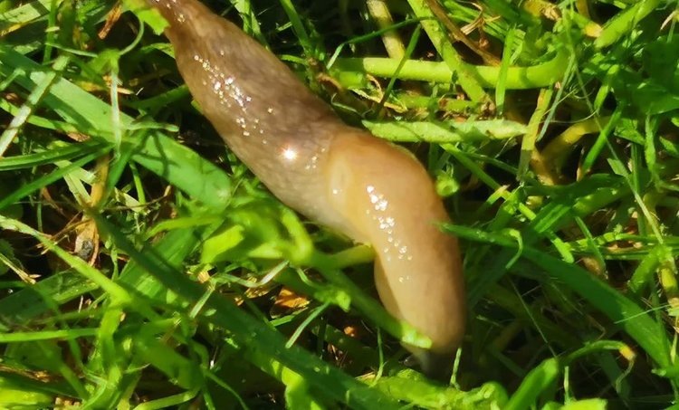    Картофель умеет призывать энтомопатогенных нематод для защиты от слизней