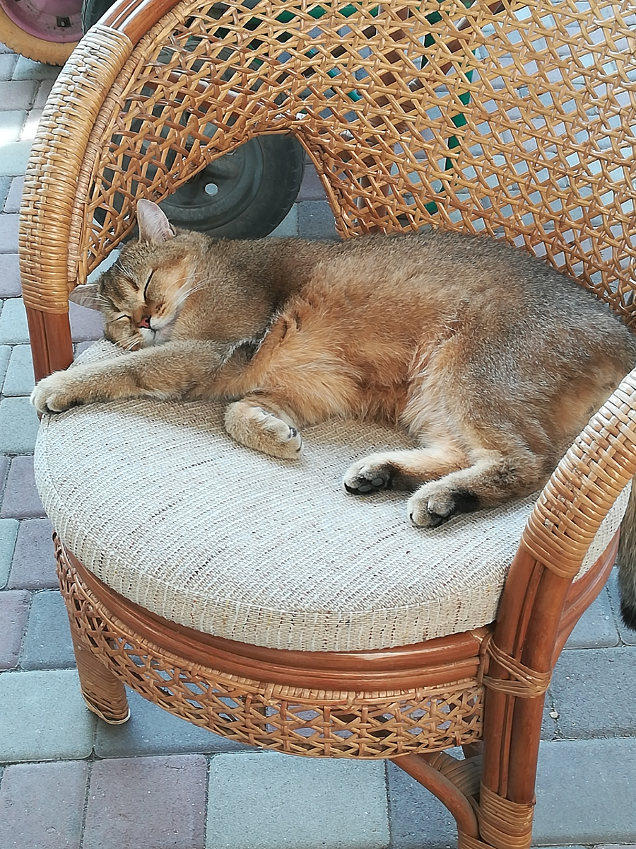 Котявре тоже нравится. 