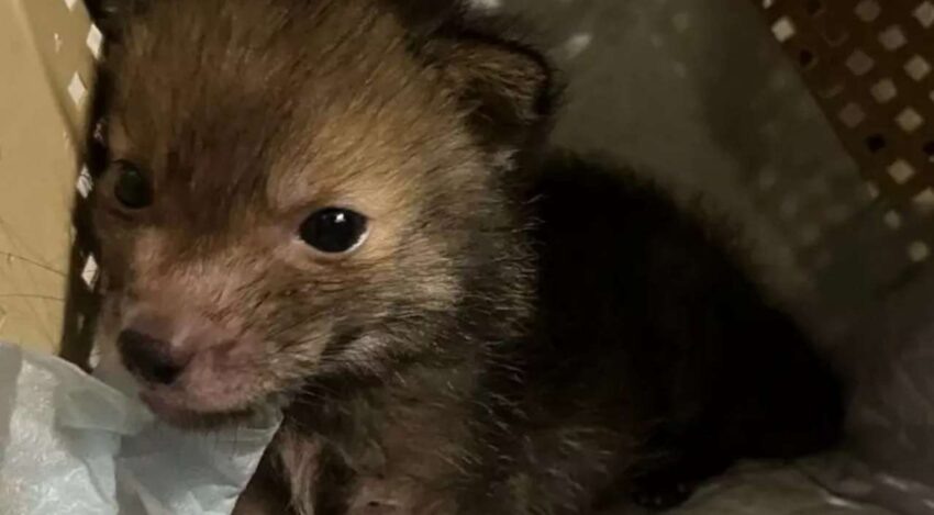    Центр помощи диким животным «Сердце леса».