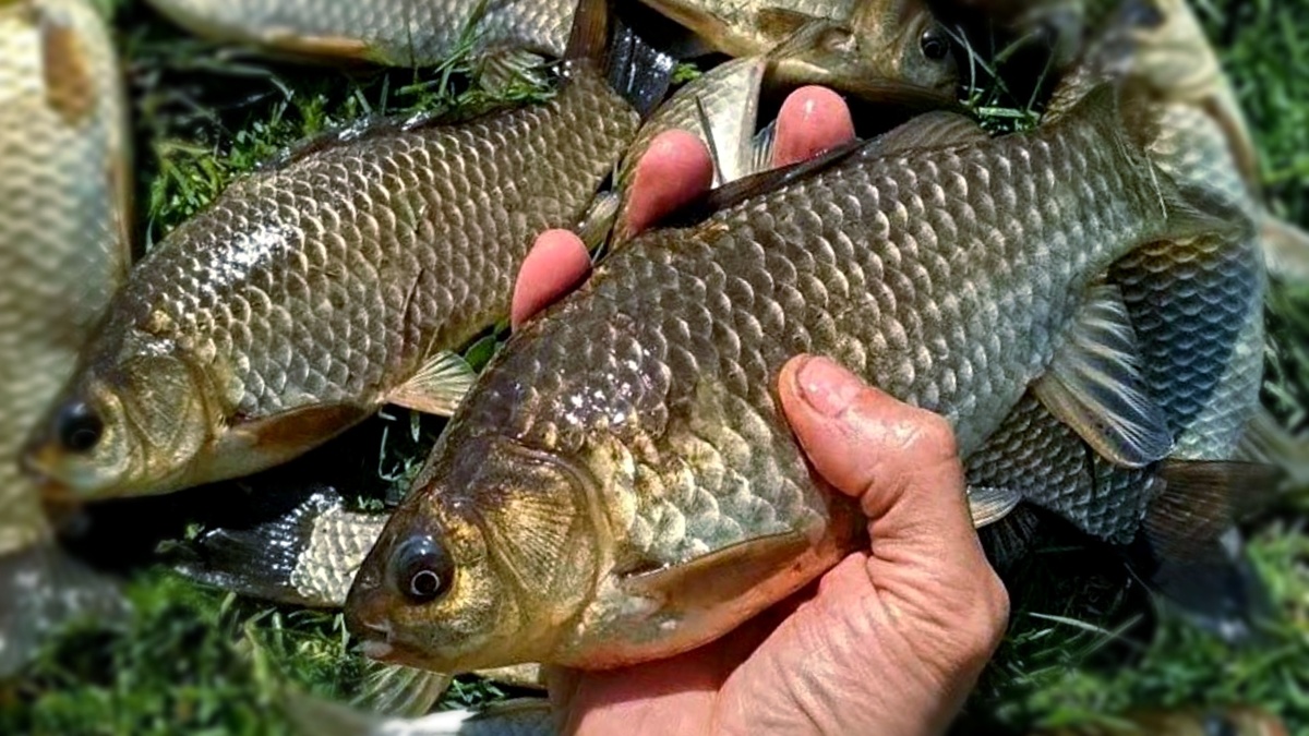 карася в конце апреля