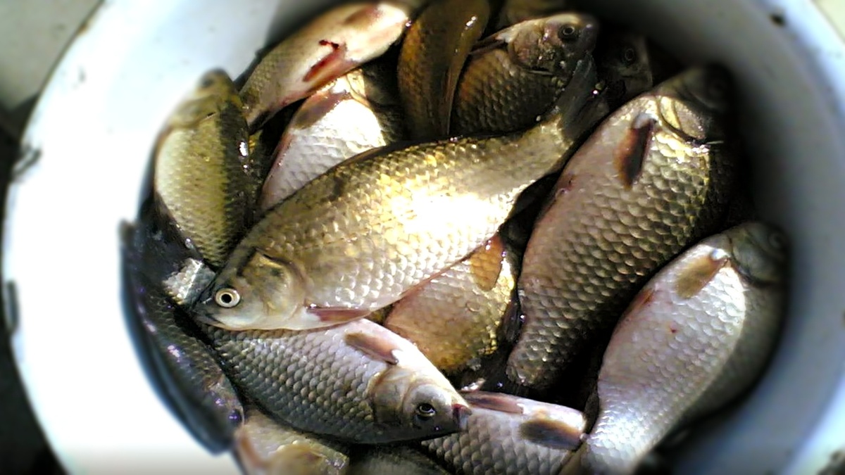 карася в конце апреля