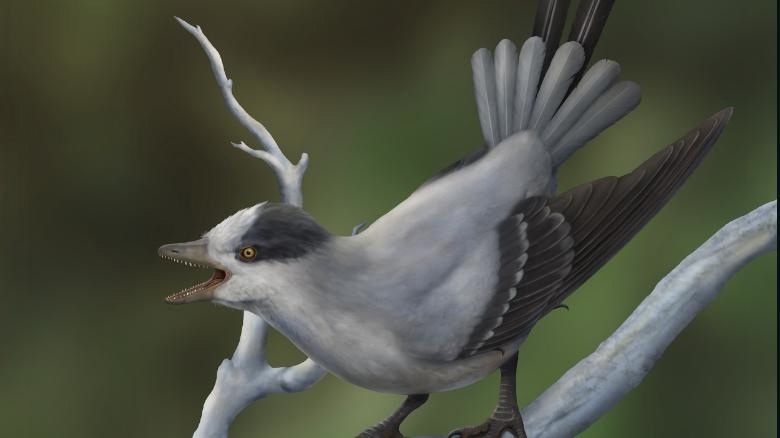 Энанциорнис Yuanchuavis kompsosoura размером с сойку