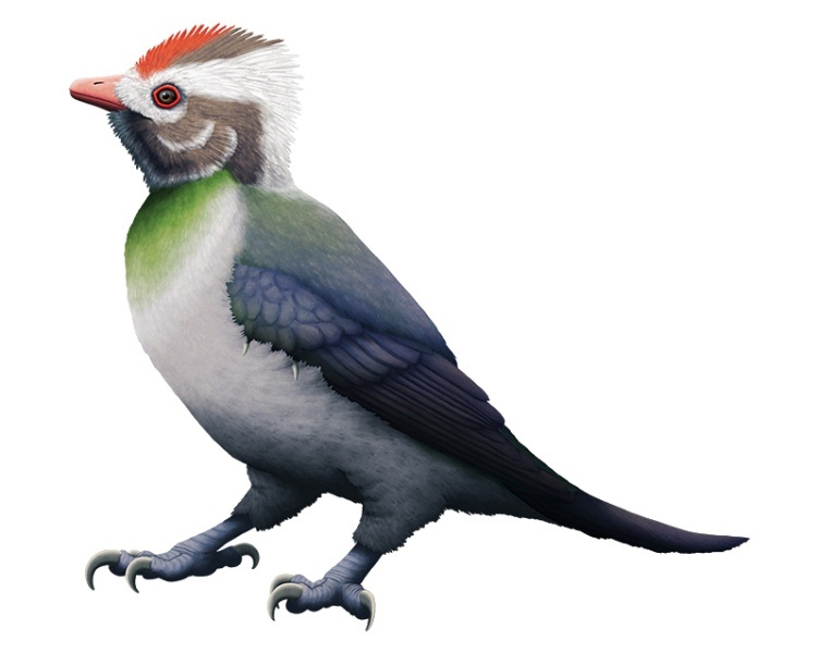 Энанциорнис Enantiophoenix electrophyla