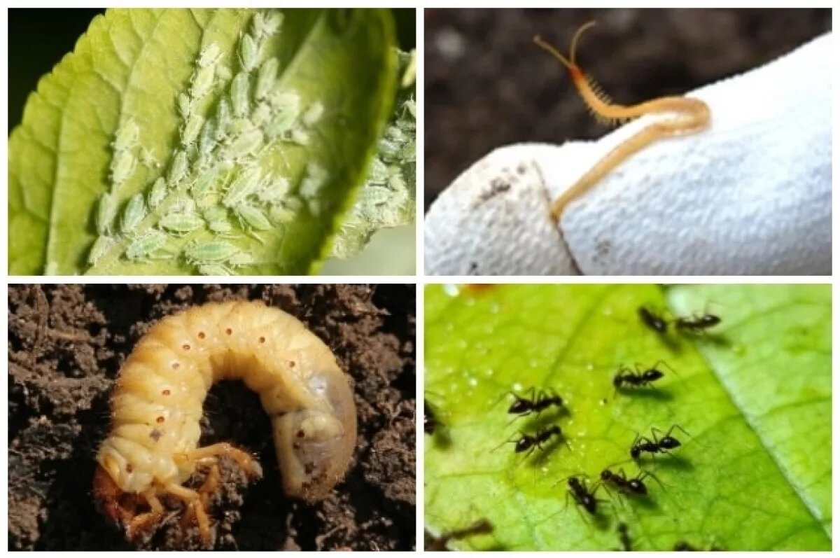    Май — период повышенной активности вредителей.