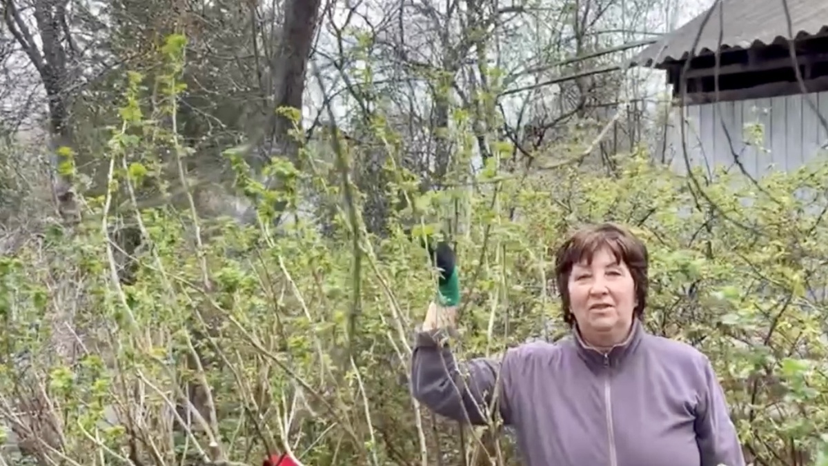 Смородина выше 2 метров