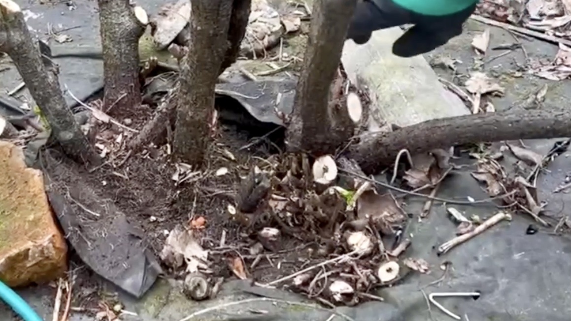 Черные точки на спилах - это стеклянница, вырезаем до белого!