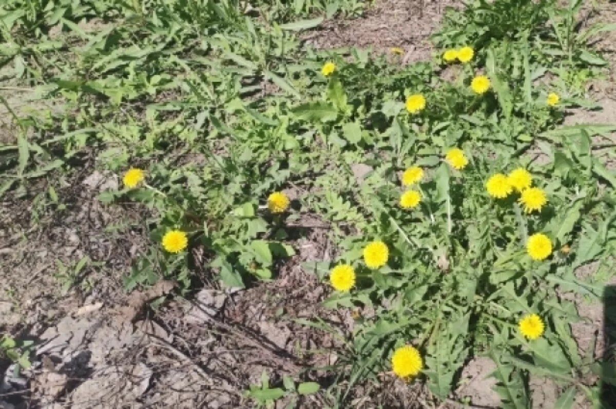    Самый безопасный, но трудоемкий способ борьбы с одуванчиками - это прополка.