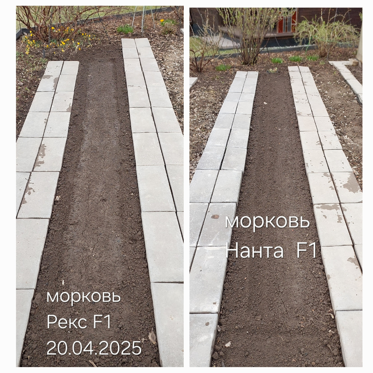 Первые посевы.