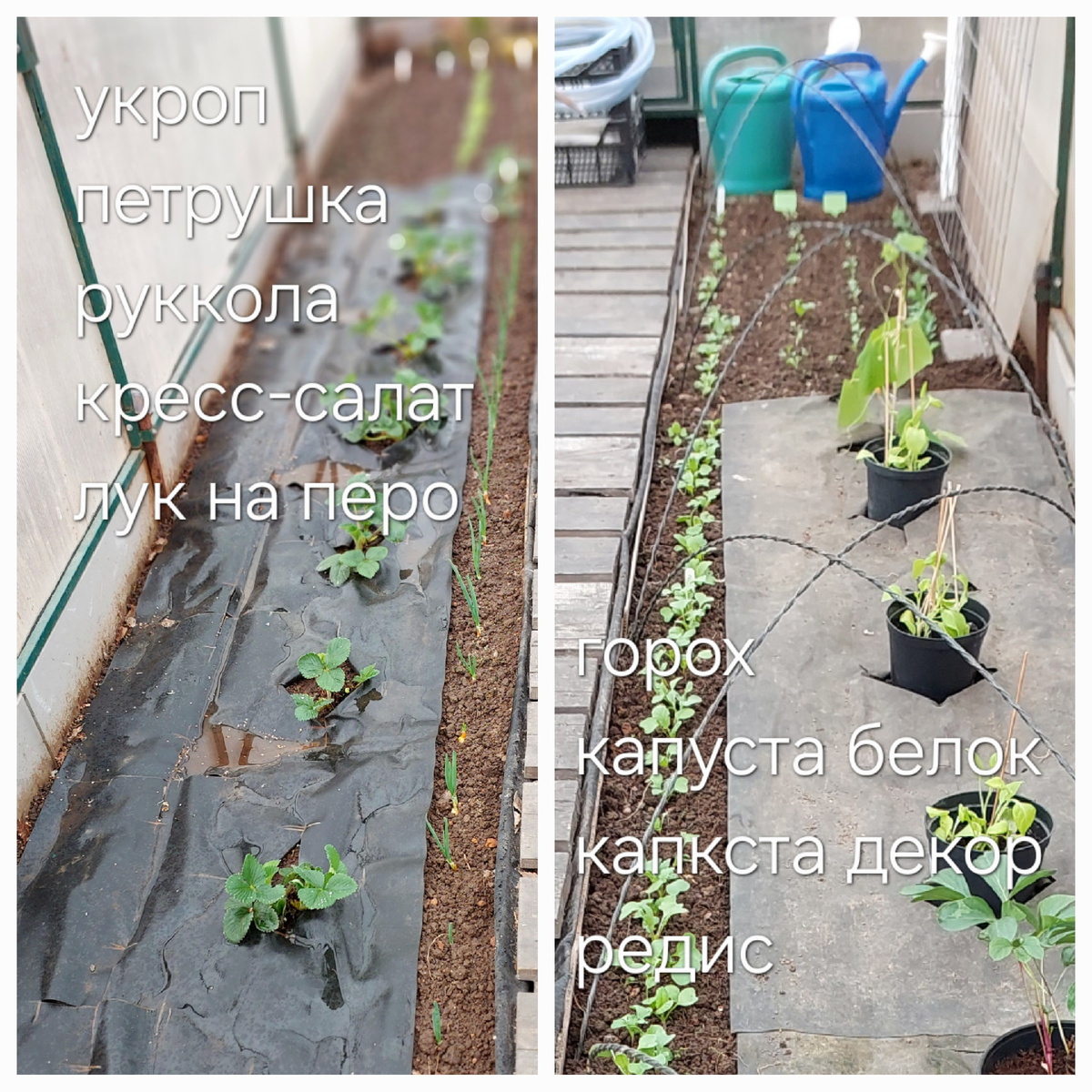 огуречная теплица