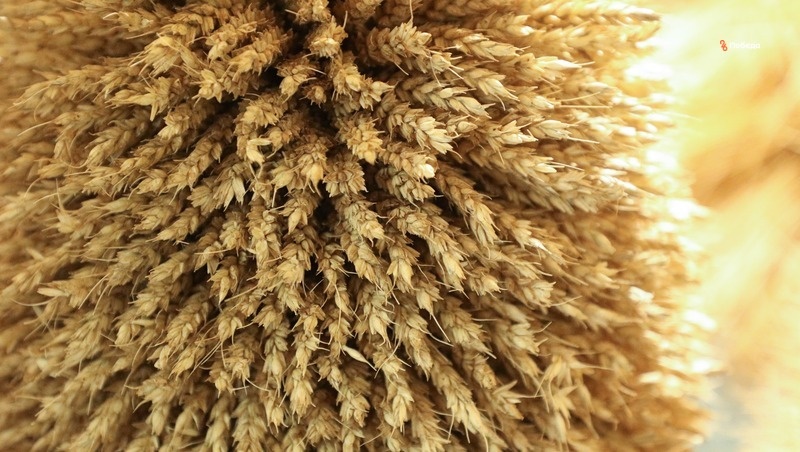      Фото: Дмитрий Ахмадуллин / / ИА «Победа26»