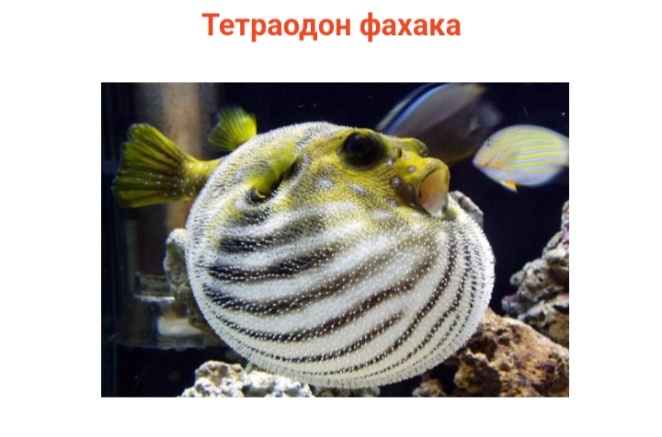 О, вот эта рыба целиком и полностью демонстрирует мой опухший внешний вид!