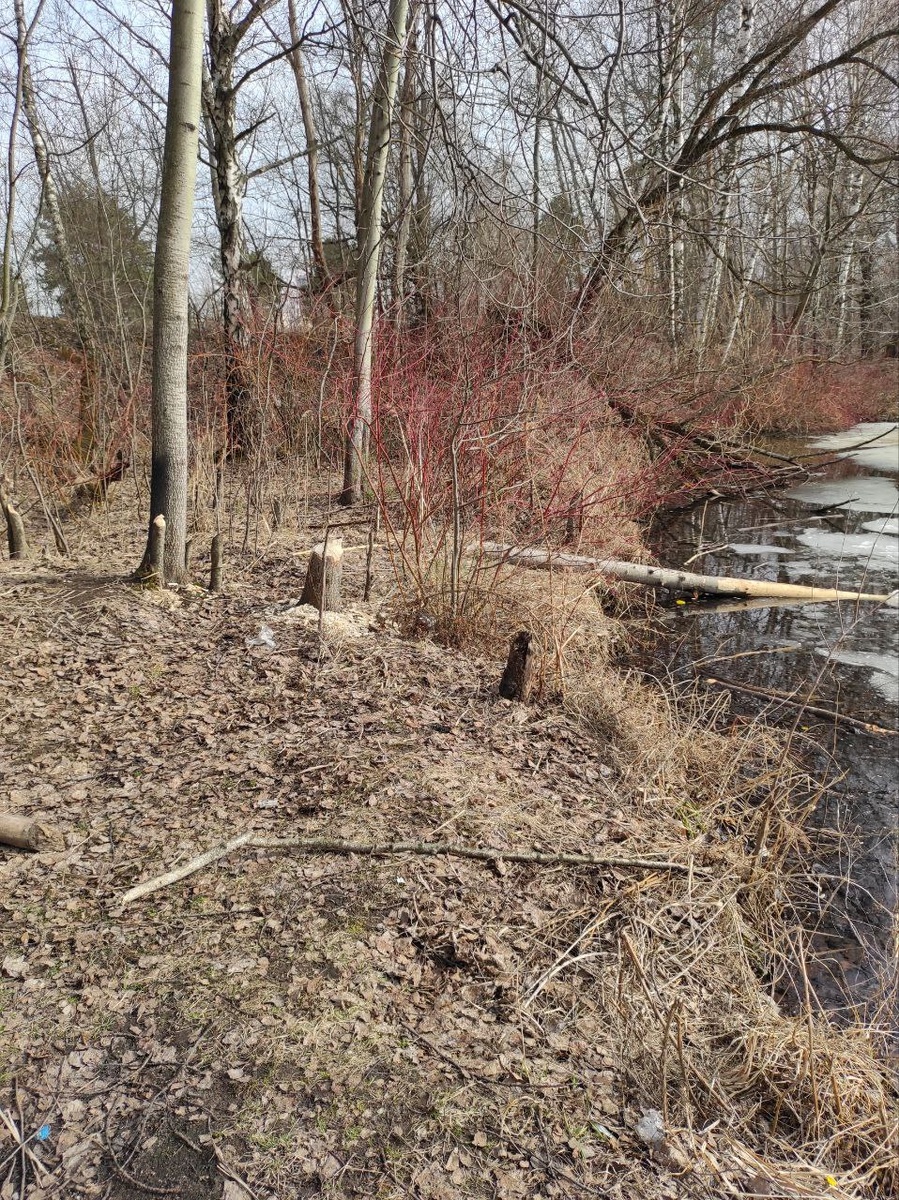Это не Беловежская пуща, а бобровые погрызы в зарослях на Щукинском полуострове.