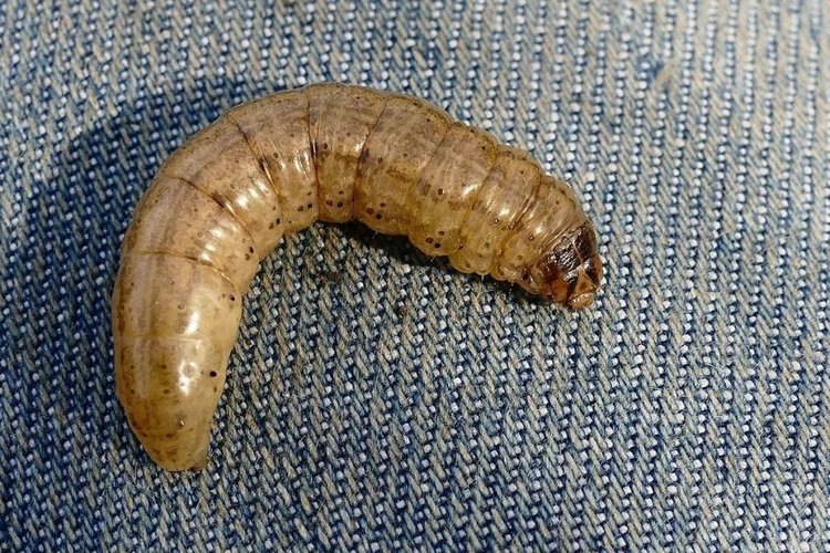    Подгрызающие совки и меры борьбы агрохимическими и биологическими препаратами