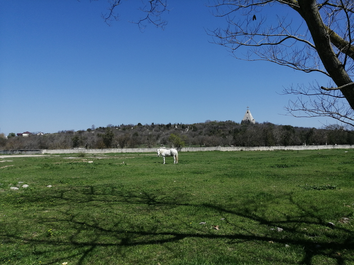 этого красивого белого коня я наблюдаю на фоне Братского кладбища уже шестой год