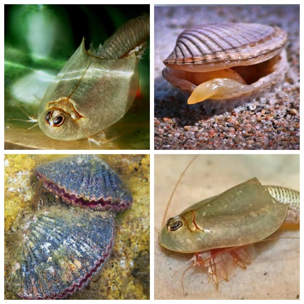 Примеры "живых ископаемых": рачки-щитни, организация которых не подвергалась заметным изменениям с триасового периода (более 200 млн лет); двустворчатые моллюски, существующие с каменноугольного периода (около 300 млн лет); плеченогие (брахиоподы), не претерпевшие изменений с девонского периода (около 380 млн лет). 
