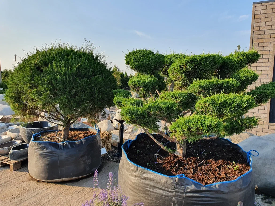 Завидую тем, кто может себе позволить посадить на участке такие...